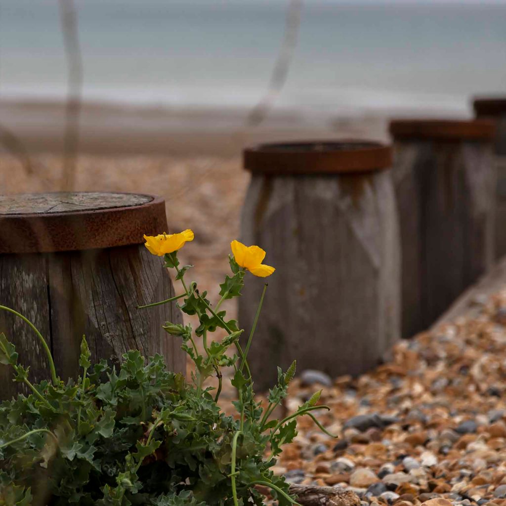 pett level, wild flowers, card for sale, photo clare hocter