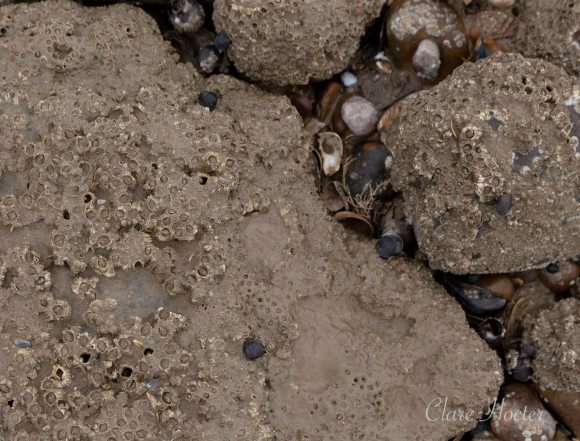 pett level beach, photograph, east sussex coast, clare hocter, photographer