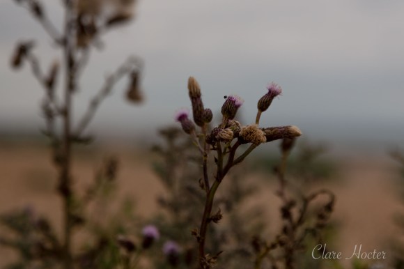 pett level beach, photograph, east sussex coast, clare hocter, photographer
