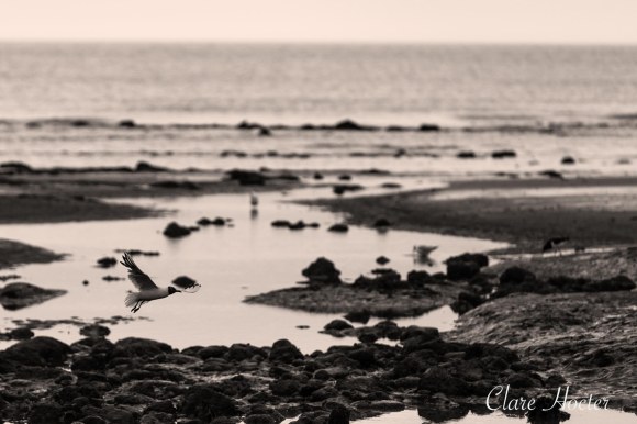pett level beach, photograph, east sussex coast, clare hocter, photographer
