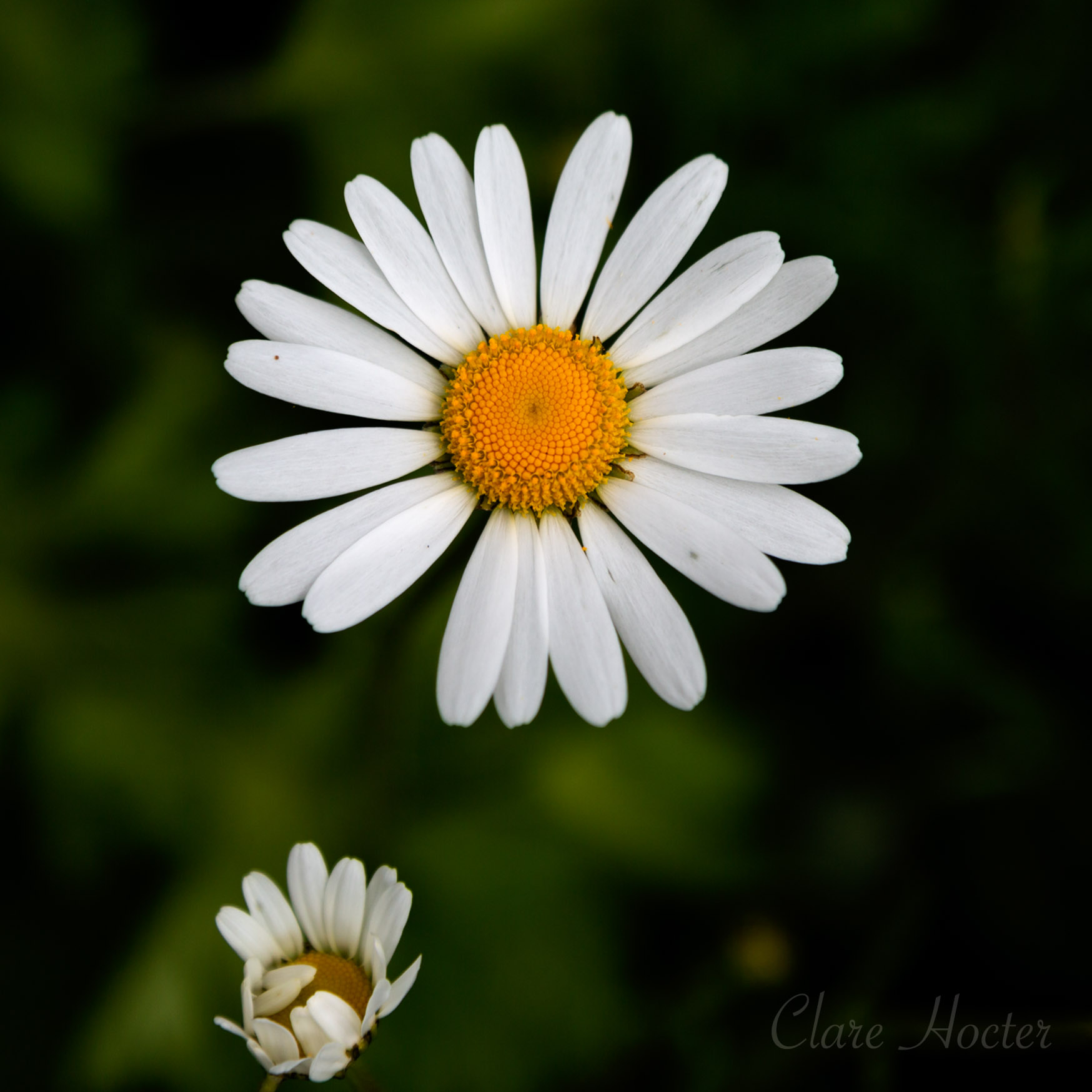 Flower, card, Photo, clare hocter
