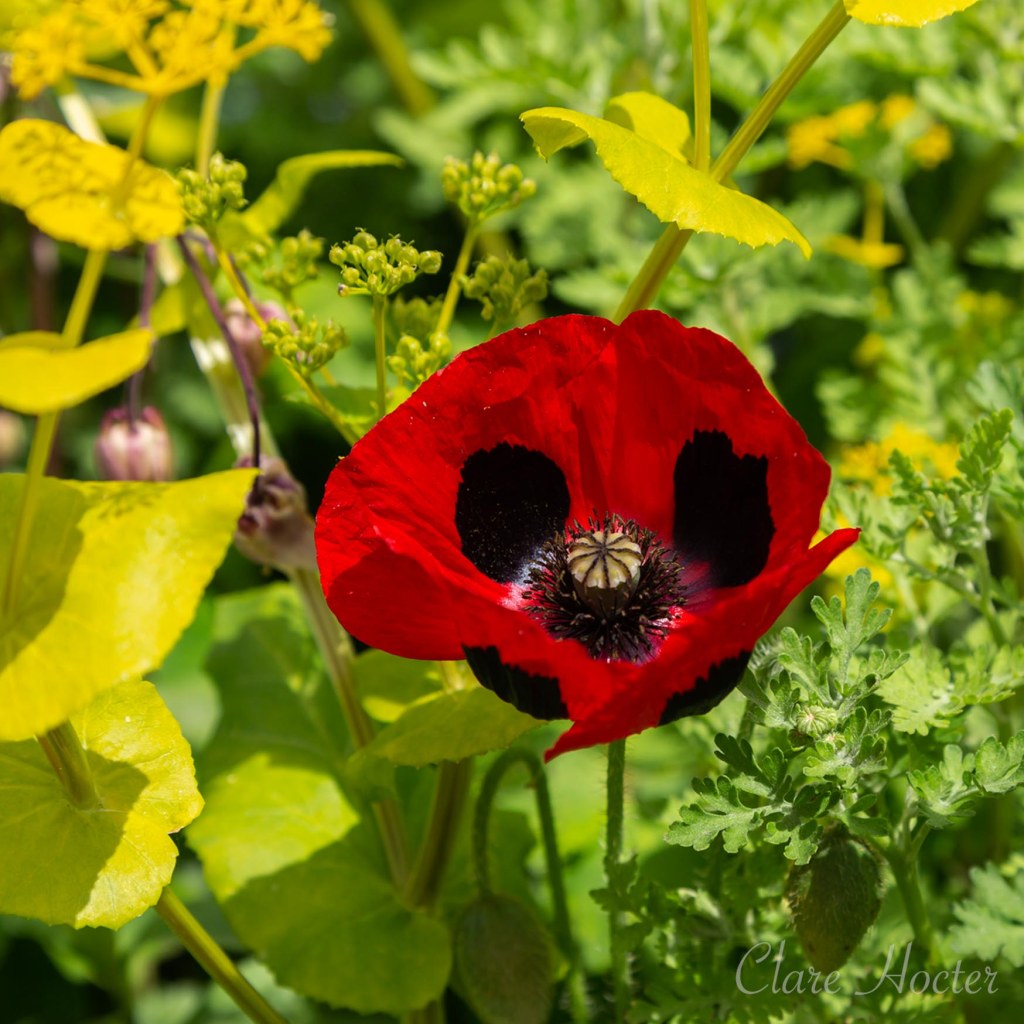 great dixter gardens, christopher lloyd, northiam, english country garden, clare hocter