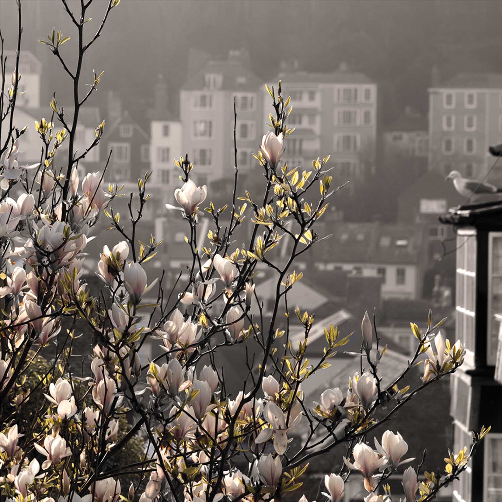 Hastings Springtime, Photo, Card