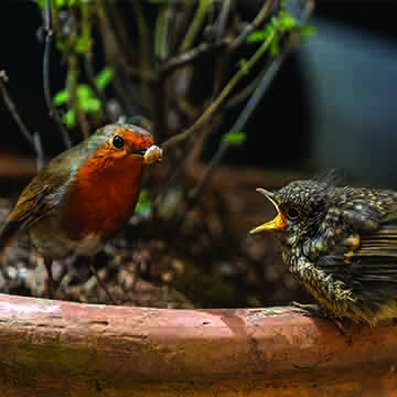 robin, card, photo, clare hocter